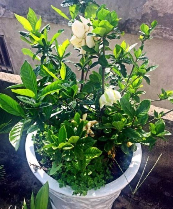 养花|茉莉、栀子花开完花朵,应该快去做“1个动作”,之后能长得更旺