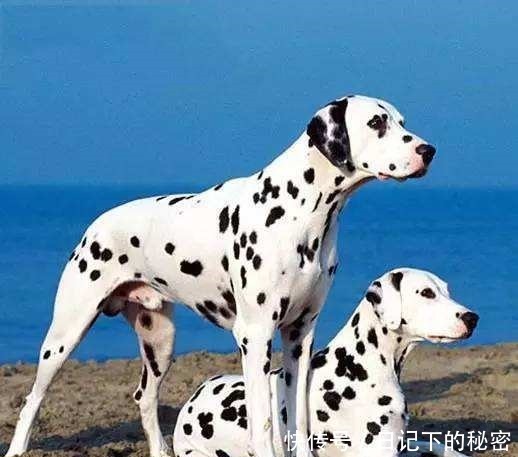 十大适合家养的中型狗排名 中型犬养什么