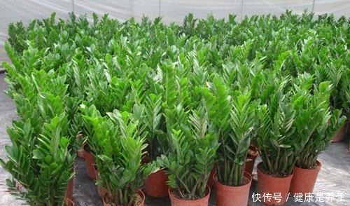 养花不如养树,要是客厅太空旷,就摆种一盆金钱树,寓意好又美观!