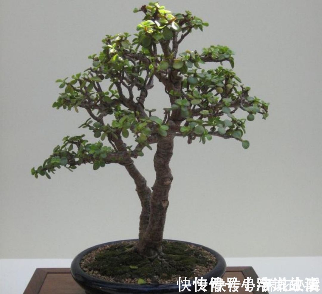 植株|金枝玉叶,养成造型优美的盆景,需要做好几个关键事项