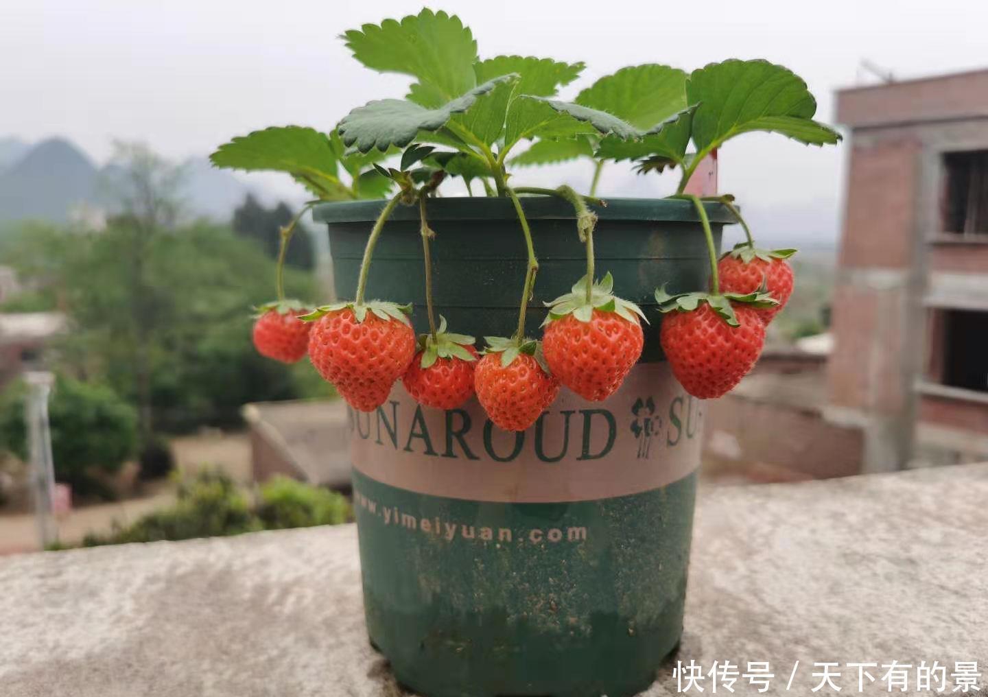 草莓|阳台如何种草莓,记住3点就好了,果多又甜,能结好几茬