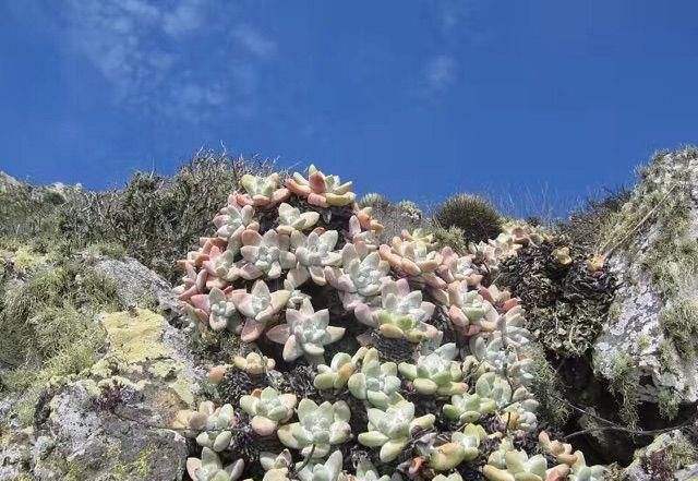 开花结子|多肉在野外,就像“晒白菜”,不吃不喝,状态全出来