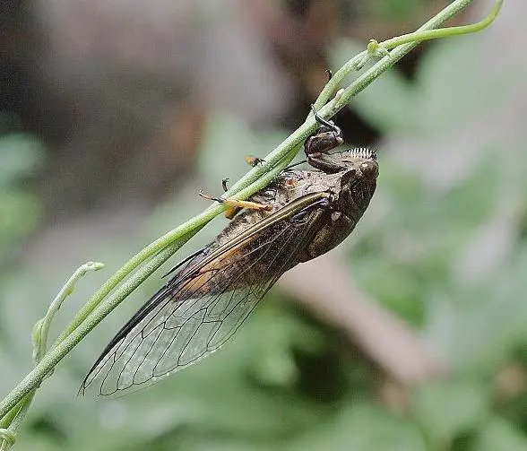 寒蝉|立秋之后,寒蝉鸣
