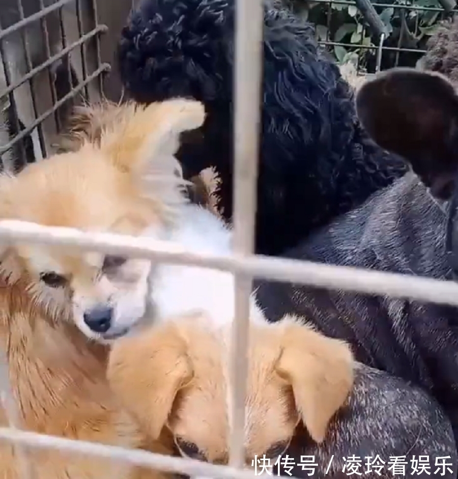 小李获赠玫瑰金人 莱昂纳多摇身变网红哈希娱乐- 哈希游戏平台- 哈希游戏官方网站