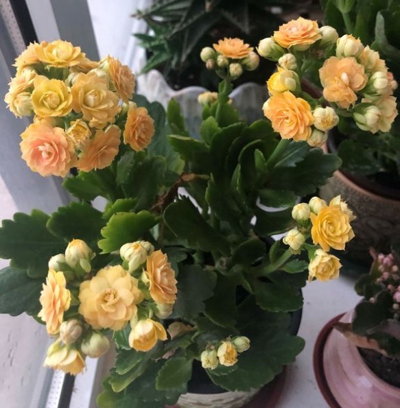 长寿花徒长不开花给你支一招，分分钟美回来！