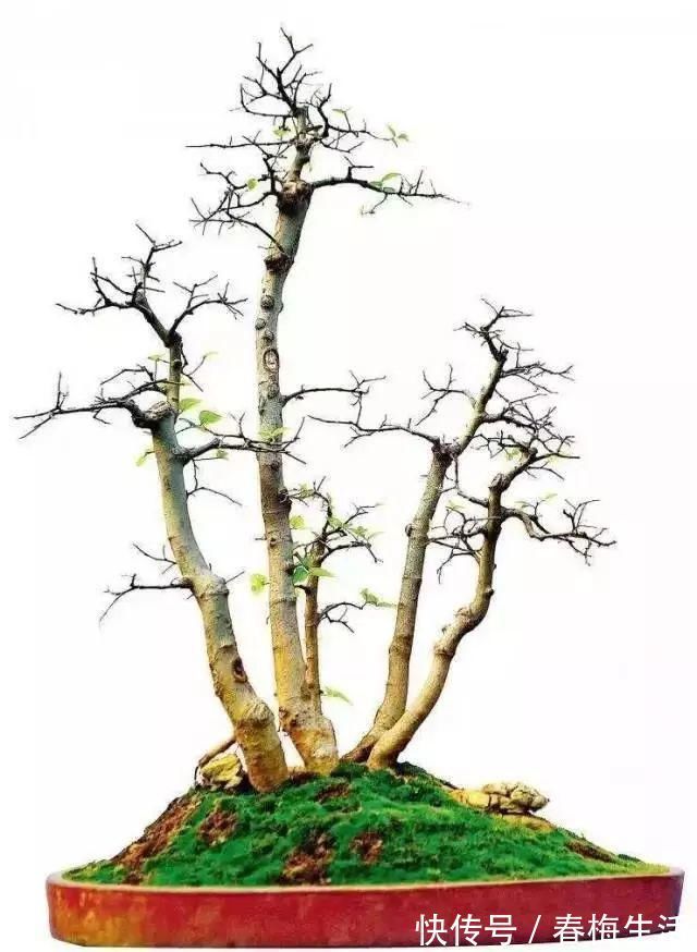 丛林式|山野丛林怎么样才能变成精致的盆景?9个步骤告诉你!