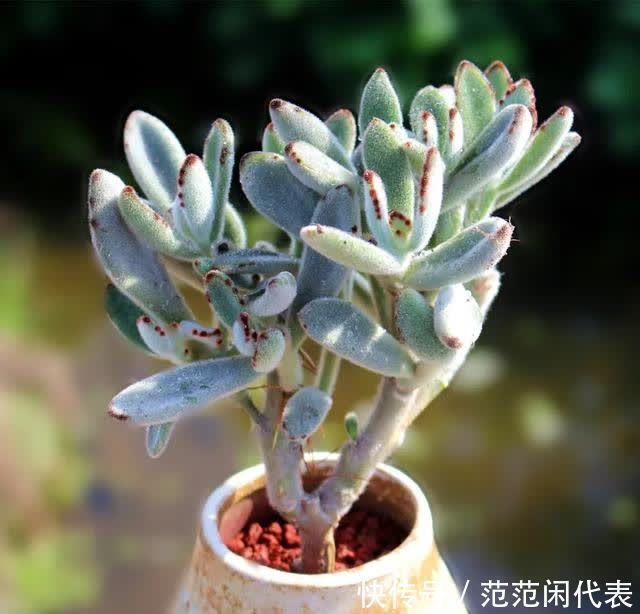 红稚莲|喜欢养多肉?推荐20种适合夏季入手的多肉植物