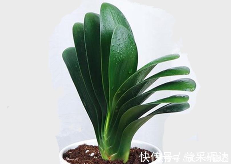 浇水|养君子兰和兰花三个错误不能犯，要了解清楚，不然长不好