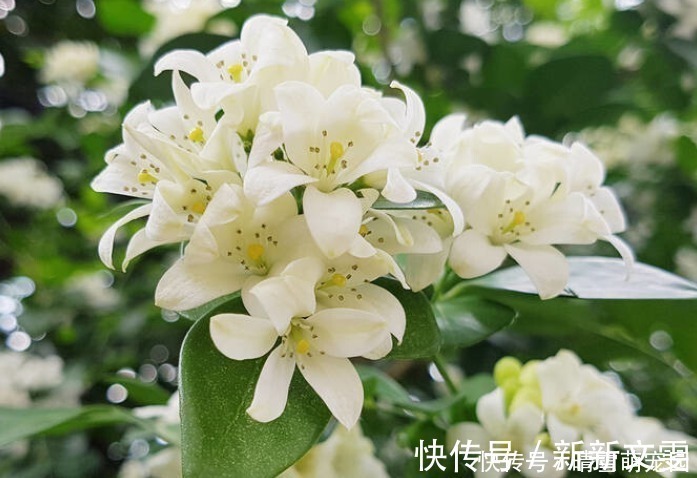 不怕太阳晒的4种“香水花”,越晒越开花,香味越浓!