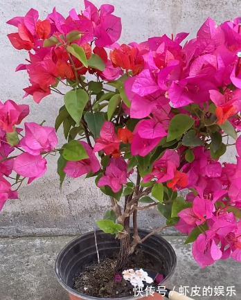 用鸡蛋壳养花,可以让你的花卉花开不断