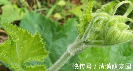 人的一生|南瓜藤常被人们扔掉,其实是个宝,可以治疗高血压,老人多吃有益