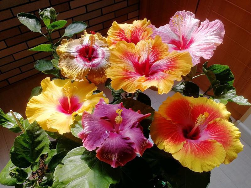 八种花期超长的植物，个个花期半年以上，观赏价值高，室内也能养