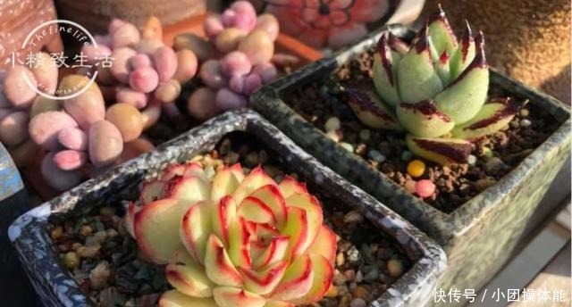 多肉度夏难,常见8种死法,后4种纯属人为,来看看有没有你!