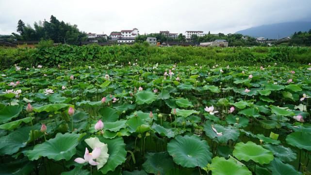 福建武夷山下这座古镇，朱熹在此生活40多年，知道的游客却不多