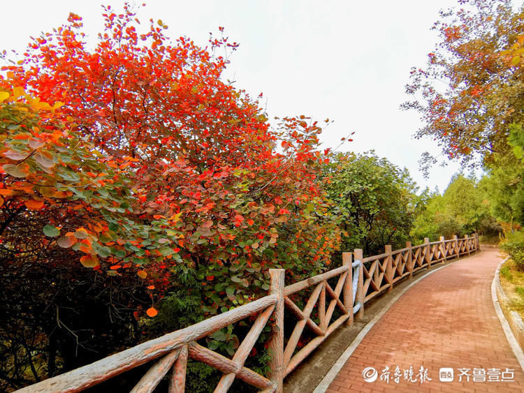 美了美了！济南郎茂山红叶观赏正当时，快去打卡吧|情报站| 观赏