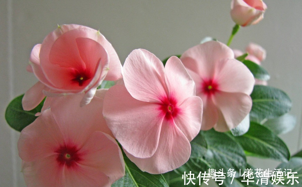 家里养长春花,学会“4个”小方法,生长旺开花多,轻松开爆盆!