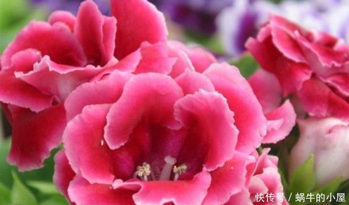 4种花很好养，耐热耐晒更耐旱，花朵多花期长