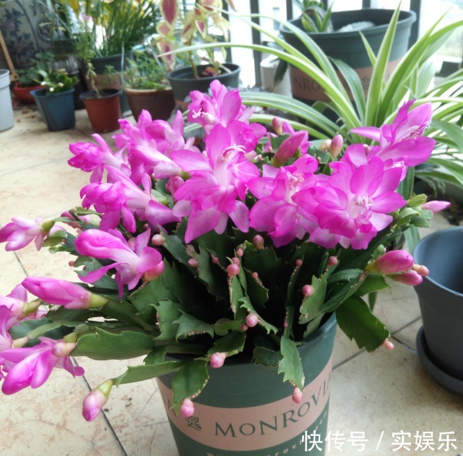 花苞|蟹爪兰长出这种叶子,立马掰掉它,嗖嗖冒花苞!