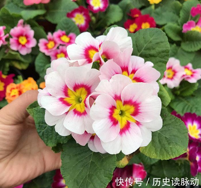  仙女|4种花界中的仙女花，花色美丽，全年开花，种植容易