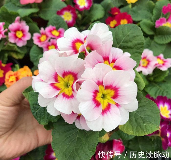 仙女|4种花界中的仙女花,花色美丽,全年开花,种植容易