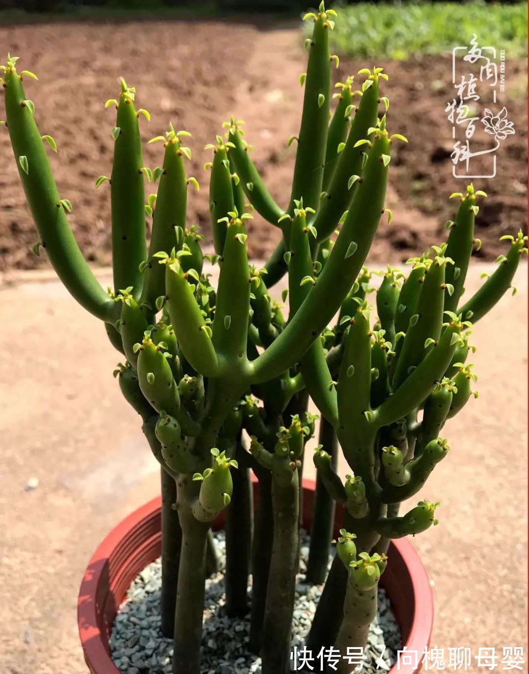 一种爱好就是一种境界,养花养多肉可以培养一个人的心境!