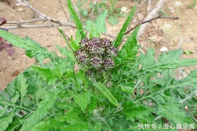 生在水塘边的野草，人称“花苦荬”，都拿来喂猪，它可是珍贵药材