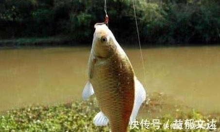 红虫|想钓大鲫鱼,饵料里不能少了“它”,一下子就一条,新手也能爆护