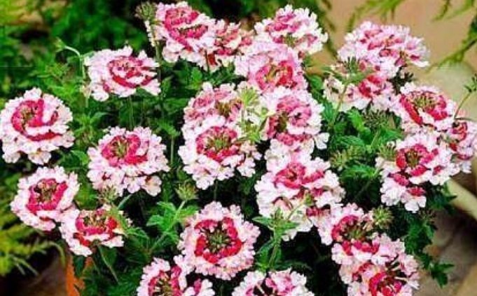 大户|4种花是“开花大户”,家里养两盆,四季有花赏,漂亮又好养