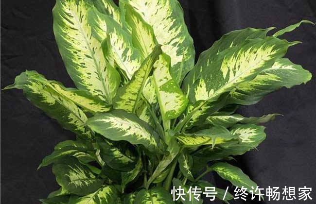 最疯植物就属它，半月从巴掌大猛窜到阳台放不下，只能狠心砍一半