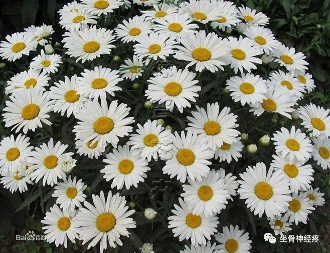 坐骨神经痛|常见的坐骨神经痛的锻炼方法