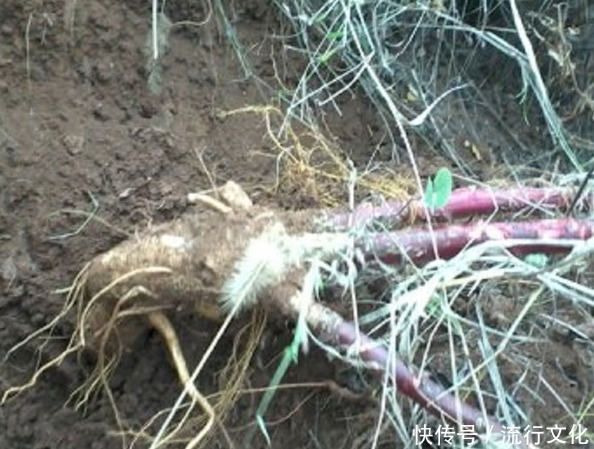 植物|农民曾把它当“白萝卜”如今价格一斤180元,药用价值非常高