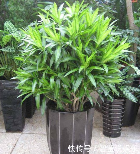 想要“百合竹”更加油绿,还爆盆,“3个要素”需到位,缺一不可