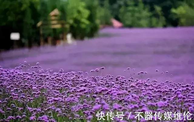 浪漫|「鱼凫香山」许你一场紫色的浪漫