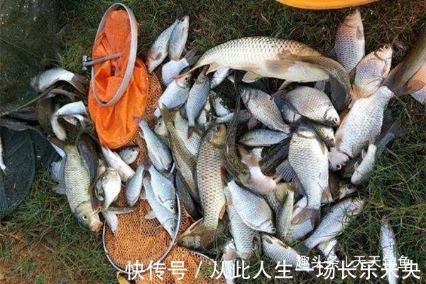 进食|三伏天钓鲫鱼,鱼口轻微,只需用这几招,鲫鱼连竿上,很过瘾