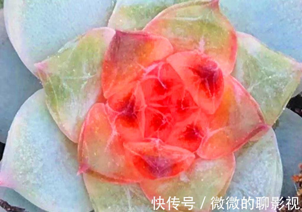 和冰雪有关的多肉,虽然有些让人高攀不起,但养出状态后堪称绝美