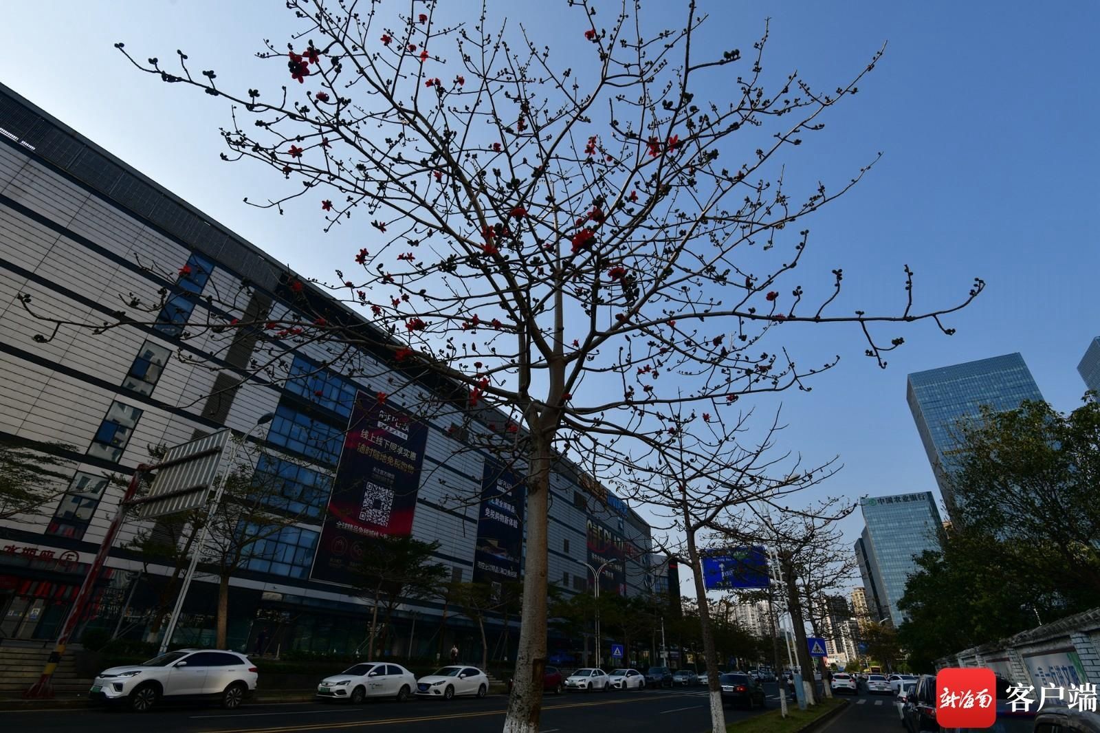 木棉花悄然开放 点缀海口街头|组图 |木棉花悄然开放 点缀海口街头\＂,\＂i12\＂:\＂组图