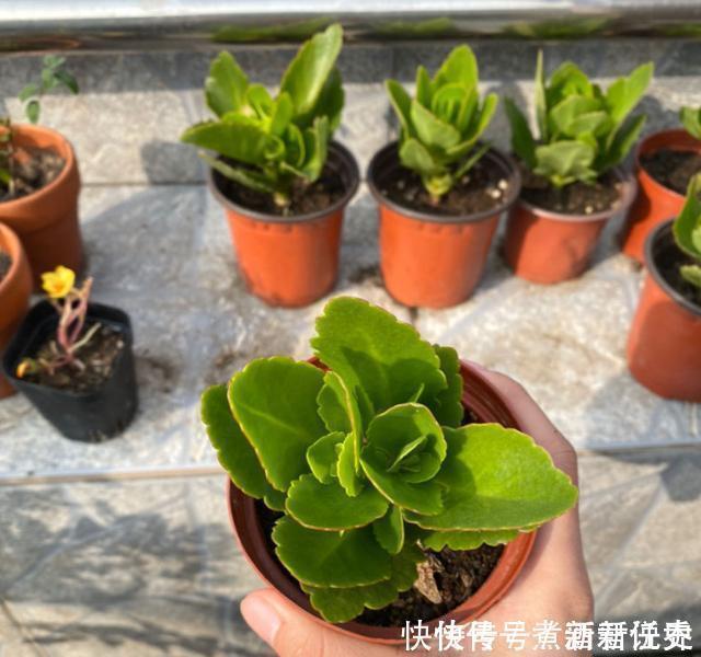 扦插最佳时期到了,有这花赶紧插,沾土就能活!