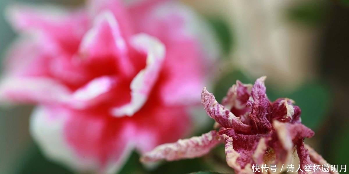 养花有这5个习惯,能让家里变得更加干净整洁,还能身心愉悦