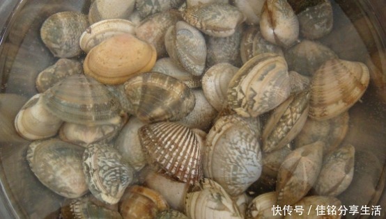 吐沙|洗花蛤万万不可只加盐,渔民教你土方法,花蛤疯狂吐沙,很实用