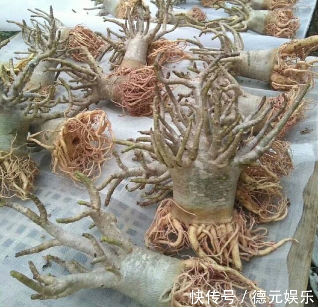 想让沙漠玫瑰花开爆盆满枝头记住6个妙招,沙漠玫瑰也叫天宝花