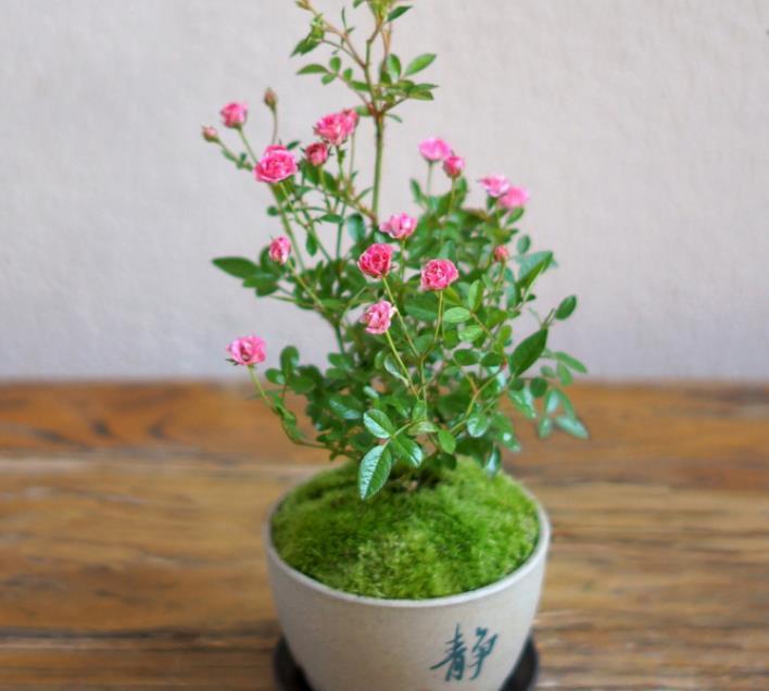 植株不过30公分,多季节重复开花,网红“超微月季”是啥品种?