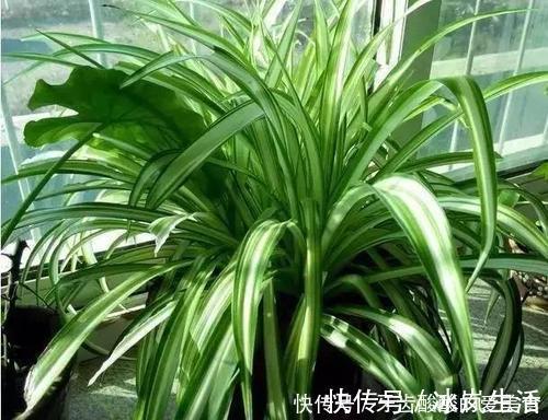 花花|卧室养花选它,人养花花也养人,空气清新改善睡眠,值得拥有!