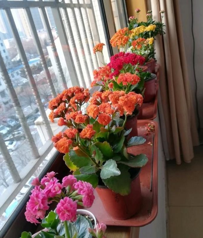 3种花养在家里，一整年都有好运气，是开花能手，个个开成大花球