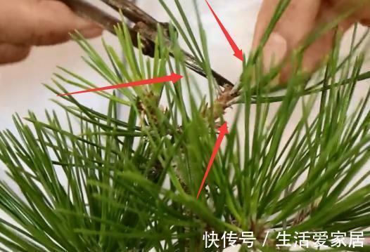 松针|玩盆景不玩松到老一场空，不懂造型，修剪，到老还是空空空