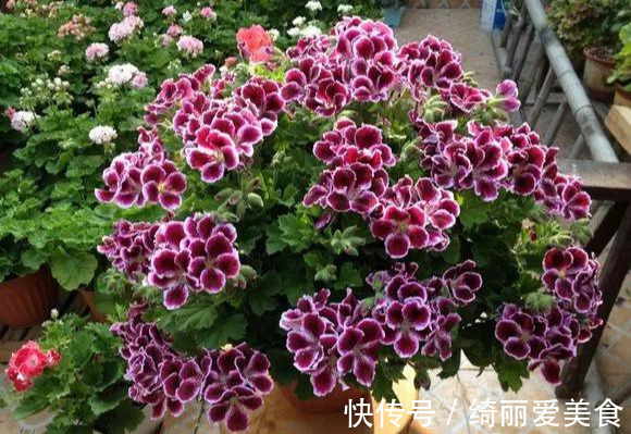 养花技巧:粗生粗养也能四季开花!少养1种都觉得亏了