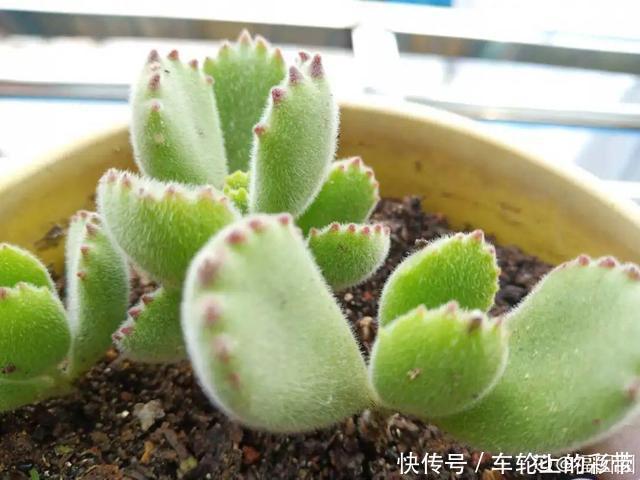 吊兰长满小金鱼，养上5年，越养越上瘾！