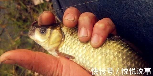 野钓|野钓大半辈子,竟然才知道诱鱼最管用的方法,你尝试过了吗