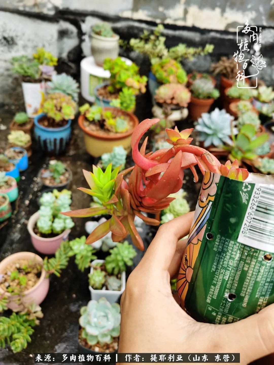多肉植物|人如多肉,经阳光雨露历练后,亦会越挫越勇!