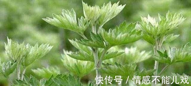 毛芋头|这几种“土”食材是女人的福音, 经常吃一点, 妇科病不来扰