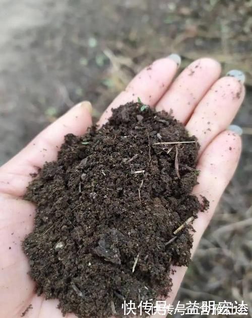 养花土里掺点它 碱性变酸性 花卉叶子呼呼长 粉紫色 养花土里掺点它 碱性变酸性 花卉叶子呼呼长 粉紫色